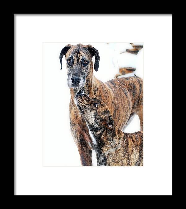 Dogs Framed Print featuring the photograph Rufus and Ava by Lila Fisher-Wenzel
