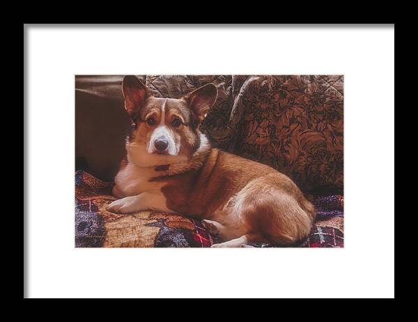Rukky Framed Print featuring the photograph Rukky's Winter Pose 2016 by Mick Anderson