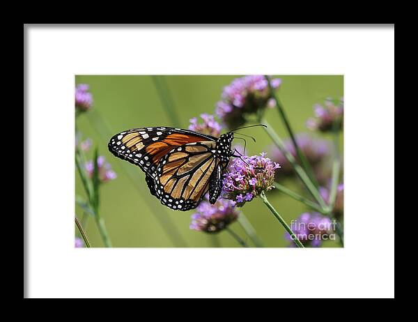 Monarch Framed Print featuring the photograph Rumpled Monarch Butterfly by Robert E Alter Reflections of Infinity