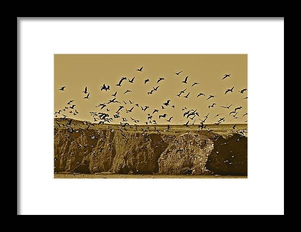 Birds Framed Print featuring the photograph Run For Cover by Diana Hatcher