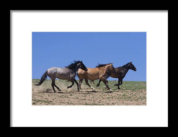 Wild Horse Framed Print featuring the photograph Running Free- Wild Horses by Mark Miller