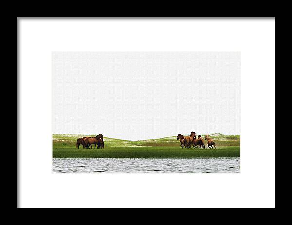 Wild Horse; Wild; Bite; Bite Me; Blondes; Feral; Mustangs; Island; Foal Framed Print featuring the photograph Running horses in the marsh by Dan Friend