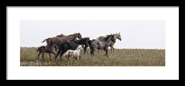 Horses Framed Print featuring the photograph Running on November's Wind by Amanda Smith