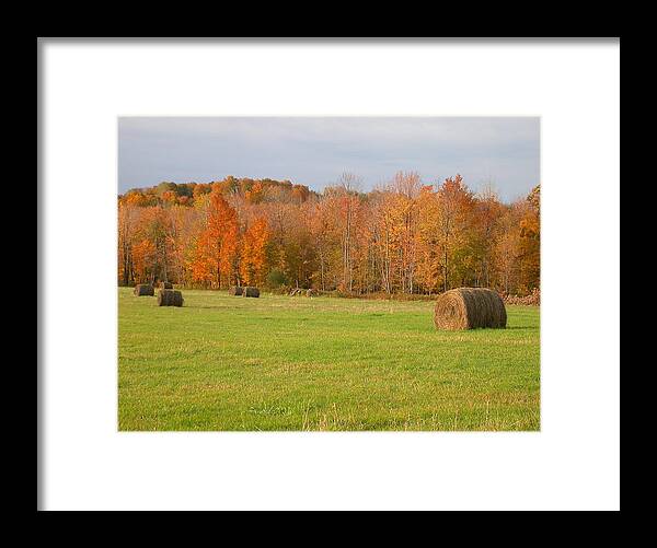 Hay Rolls Framed Print featuring the photograph Rural Scene by Raju Alagawadi