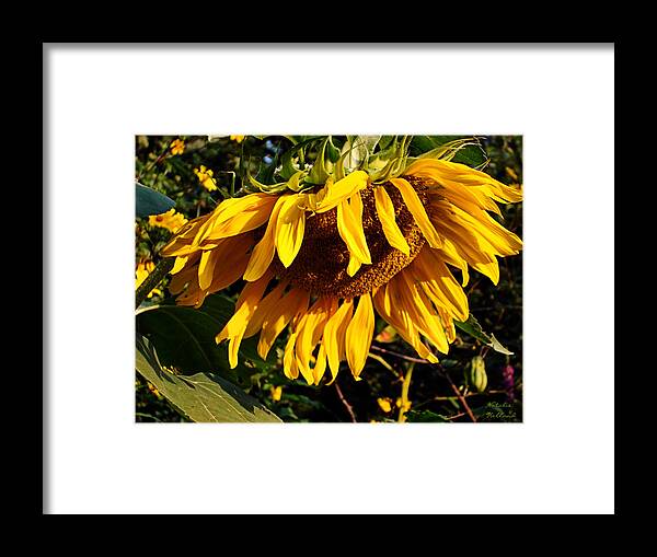 Sunflowers Framed Print featuring the photograph Russian Sunflower by Natalie Holland