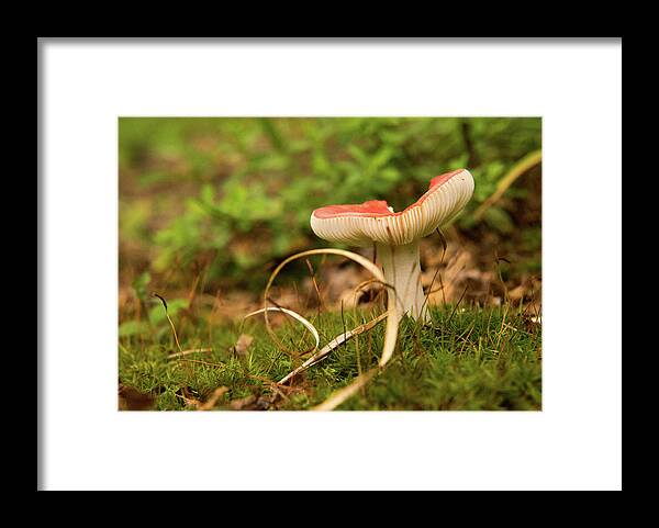 Fungi Framed Print featuring the photograph Russula Grass and Moss by Douglas Barnett