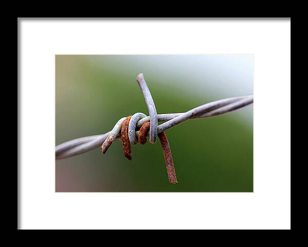 Minimal Framed Print featuring the photograph Rusted Barb Wire by Prakash Ghai
