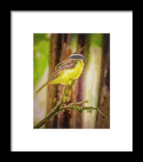 Bird Framed Print featuring the photograph Rusty Margined Flycatcher Panaca Quimbaya Colombia by Adam Rainoff