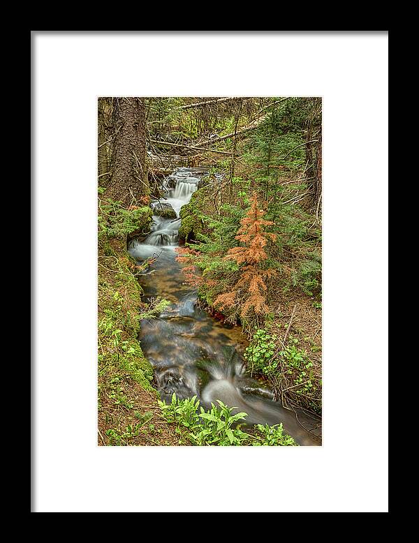 Pine Framed Print featuring the photograph Rusty The Pine Tree and The Flowing Stream by James BO Insogna