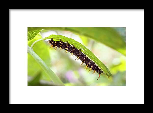 Colombia Framed Print featuring the photograph Rusty Tipped Page Larva Jardin Botanico del Quindio Colombia by Adam Rainoff