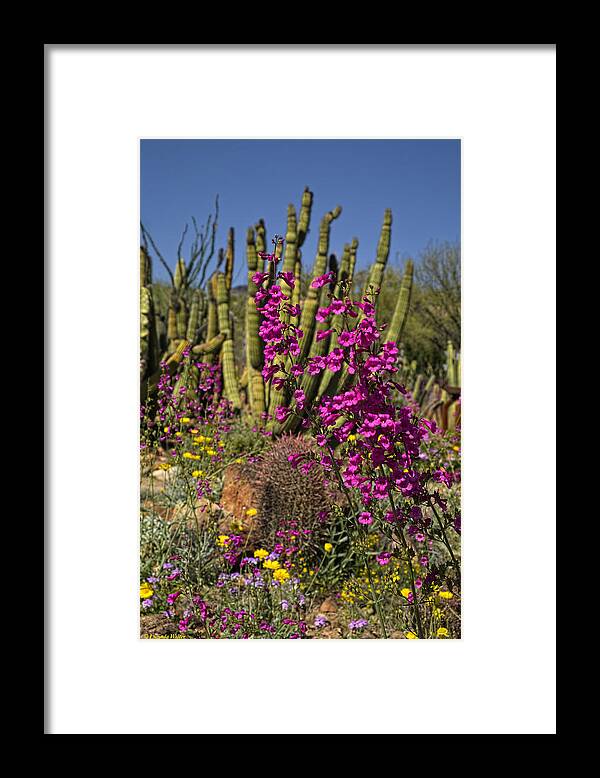 Arizona Framed Print featuring the photograph Rythmn Of The Desert Floor by Lucinda Walter