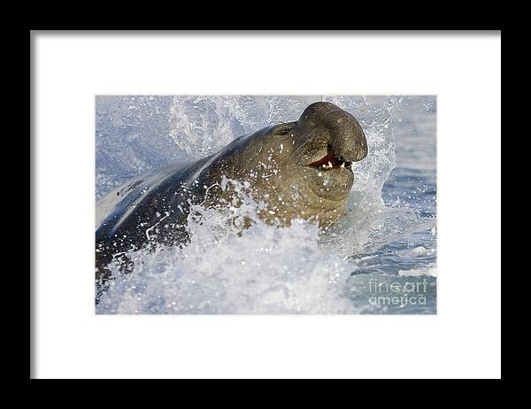 00420018 Framed Print featuring the photograph Elephant Seal in the Surf by Yva Momatiuk John Eastcott