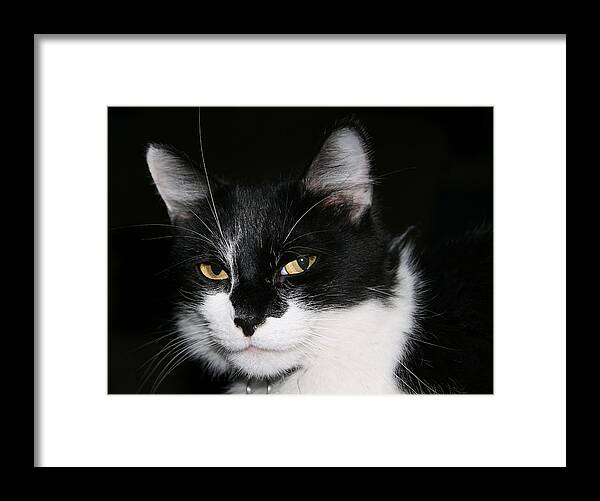 Cat Framed Print featuring the photograph Sabrina by Karen Harrison Brown