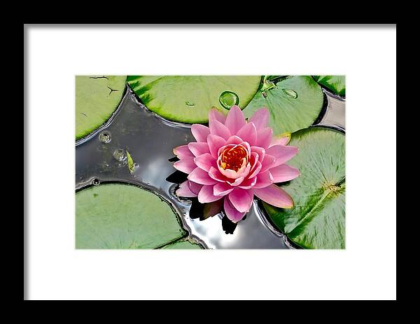 Lotus Framed Print featuring the photograph Sacred Lotus by Mike Reilly