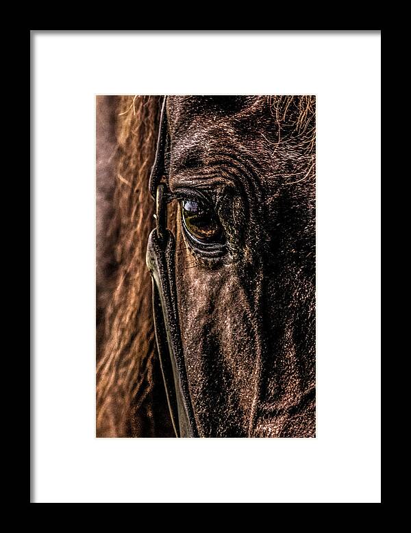 Eye Framed Print featuring the photograph Sad Eyes by Karl Anderson