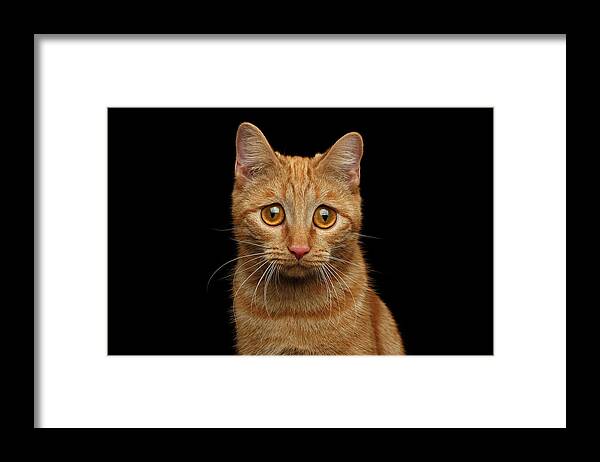 Cat Framed Print featuring the photograph Sad Ginger Cat by Sergey Taran
