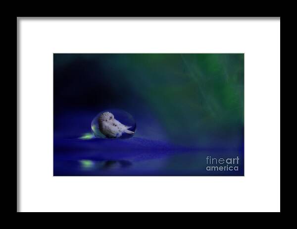 Budgies Framed Print featuring the photograph Safe and Sound by Kym Clarke