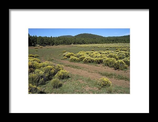 Sage Brush Framed Print featuring the photograph Sage in Bloom - Flagstaff by DArcy Evans