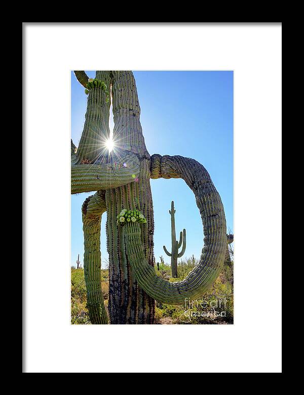 Blooms Framed Print featuring the photograph Saguaro Blooms with Burst of Light by Joanne West