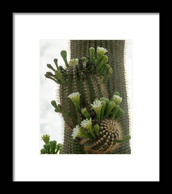 Wickenburg Framed Print featuring the photograph Saguaro buds and blooms by Gaelyn Olmsted