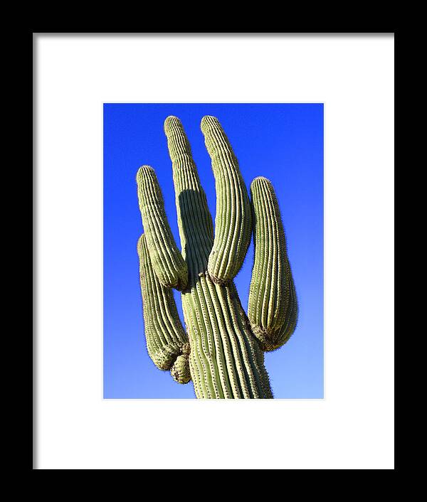 Desert Framed Print featuring the photograph Saguaro Cactus - Arizona by Mike McGlothlen