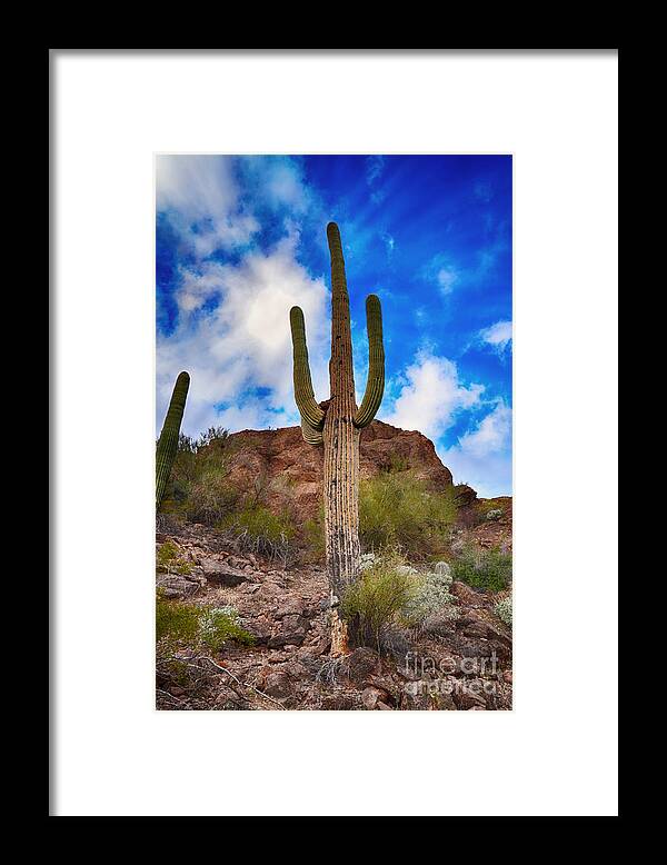 Sonoran Framed Print featuring the photograph Saguaro Cactus by Donna Greene