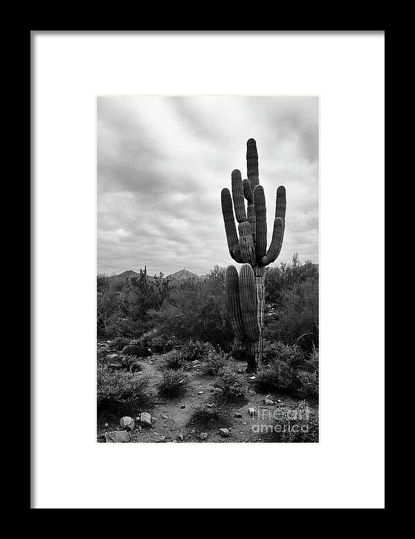 Saguaro Cactus Framed Print featuring the photograph Saguaro Cactus by Tamara Becker
