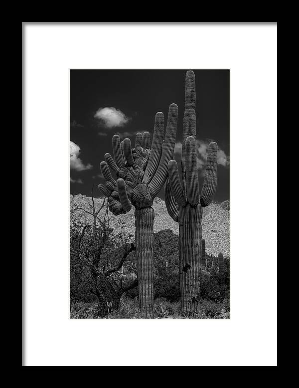 Sabino Canyon Framed Print featuring the photograph Saguaro Duo BW by Mark Myhaver
