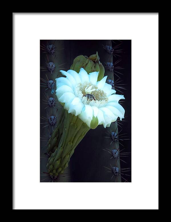 Saguaro Framed Print featuring the photograph Saguaro Flower by Mike Stephens