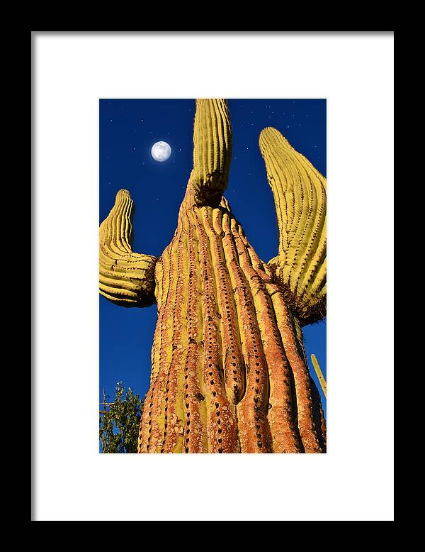 Arizona Framed Print featuring the photograph Saguaro Reaching to the Sky by John Hoffman