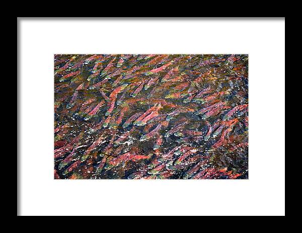 Fish Framed Print featuring the photograph Salmon So Thick You Can Walk On Them by Mary Lee Dereske