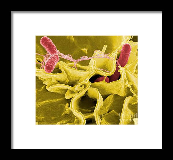 Microbiology Framed Print featuring the photograph Salmonella Bacteria, Sem by Science Source