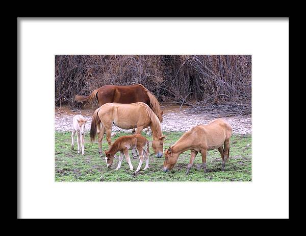 Arizona Framed Print featuring the photograph Salt River Wild Horses in Winter by Judy Kennedy