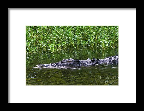 2017 Framed Print featuring the photograph Saltwater crocodile in Kakadu by Andrew Michael