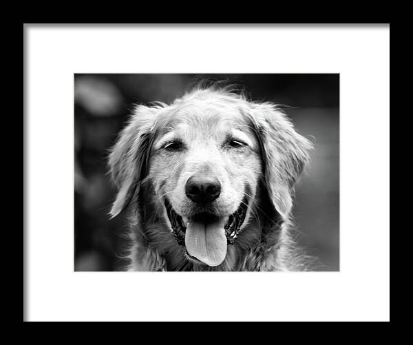 Dog Framed Print featuring the photograph Sam Smiling by Julie Niemela