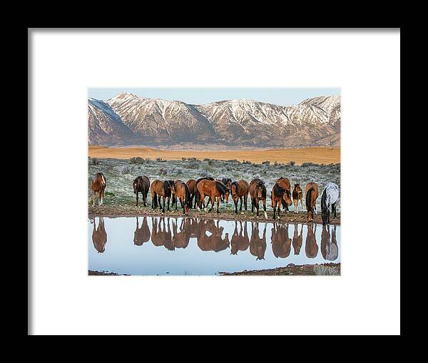  Framed Print featuring the photograph Samson at the pond by John T Humphrey