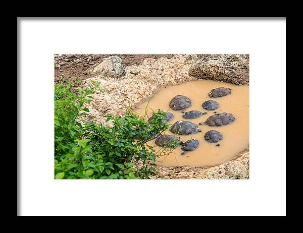 Galapagos Framed Print featuring the photograph San Cristobal 2-Year Old Tortoises by Harry Strharsky