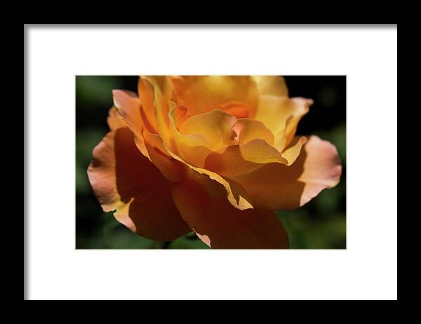 Rose Framed Print featuring the photograph San Diego Rose by Steve Gravano
