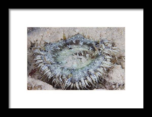 Bonaire Framed Print featuring the photograph Sand Anemone, Bonaire, Caribbean by Terry Moore