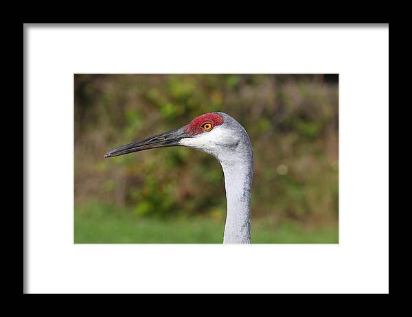 Crane Framed Print featuring the photograph Sand Hill Crane by Dart Humeston