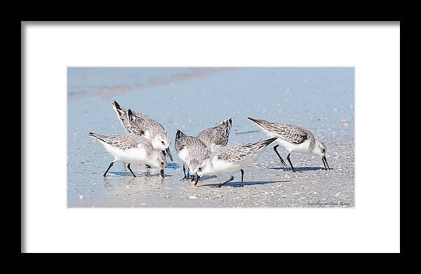 Sanderling Framed Print featuring the photograph Sanderlings by Nature and Wildlife Photography