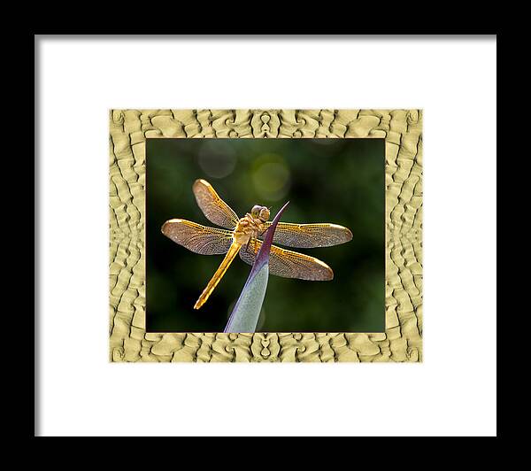  Nature Photos Framed Print featuring the photograph Sandflow Dragonfly by Bell And Todd