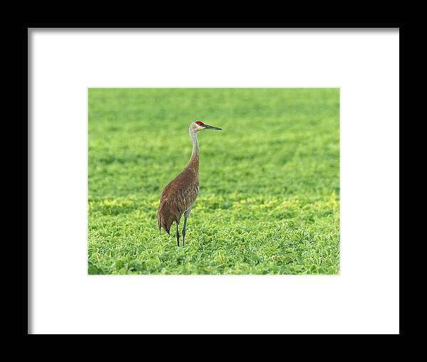 Sandhill Crane Framed Print featuring the photograph Sandhill Crane 2016-5 by Thomas Young