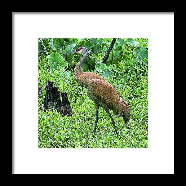 Sandhill Crane Framed Print featuring the digital art Sandhill Crane at Sandy Ridge Reservation by Mark Madere