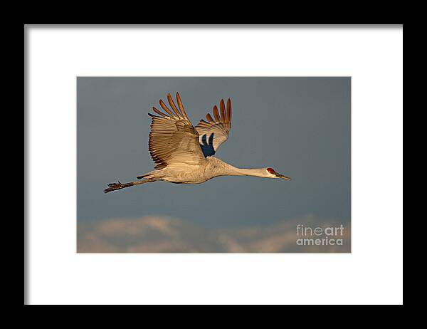 Crane Framed Print featuring the photograph Sandhill Crane Flying Above The Mountains Of New Mexico by Max Allen