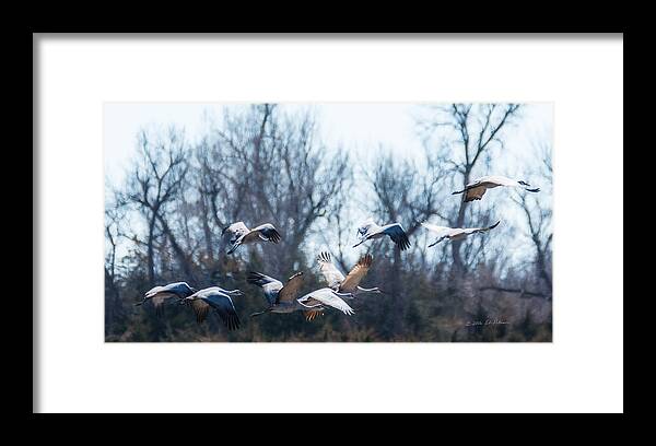 Sandhill Crane Framed Print featuring the photograph Sandhill Crane In Flight by Ed Peterson