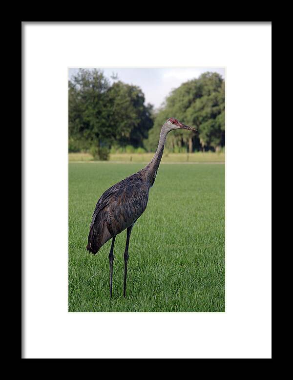 Nature Framed Print featuring the photograph Sandhill Crane by Richard Rizzo