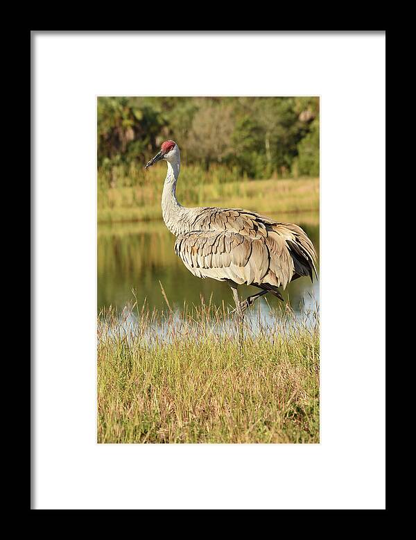 Crane Framed Print featuring the photograph Sandhill Crane Standing Beside a Lake by Artful Imagery