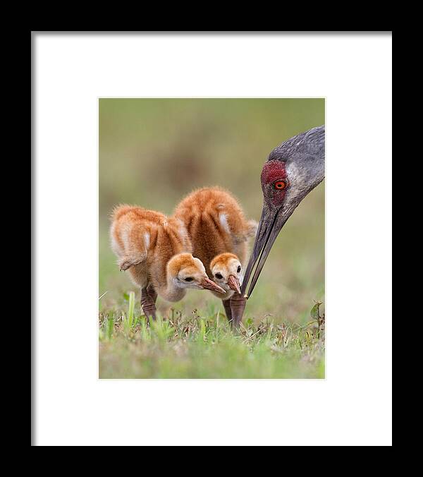 Sandhillcrane Framed Print featuring the photograph Sandhill Crane With Chicks by Alfred Forns