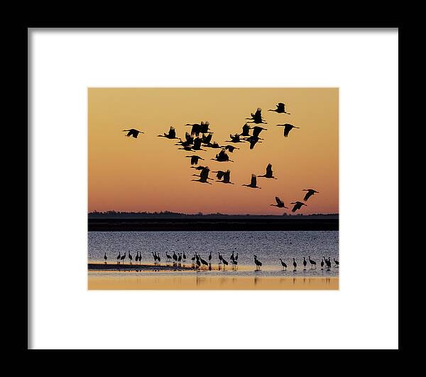 Kansas Framed Print featuring the photograph Sandhill Cranes at Sunrise 01 by Rob Graham